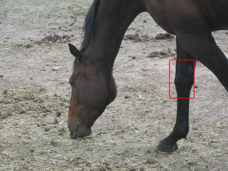 popped knee??***PICS**** Horse Health HorseCity Forums